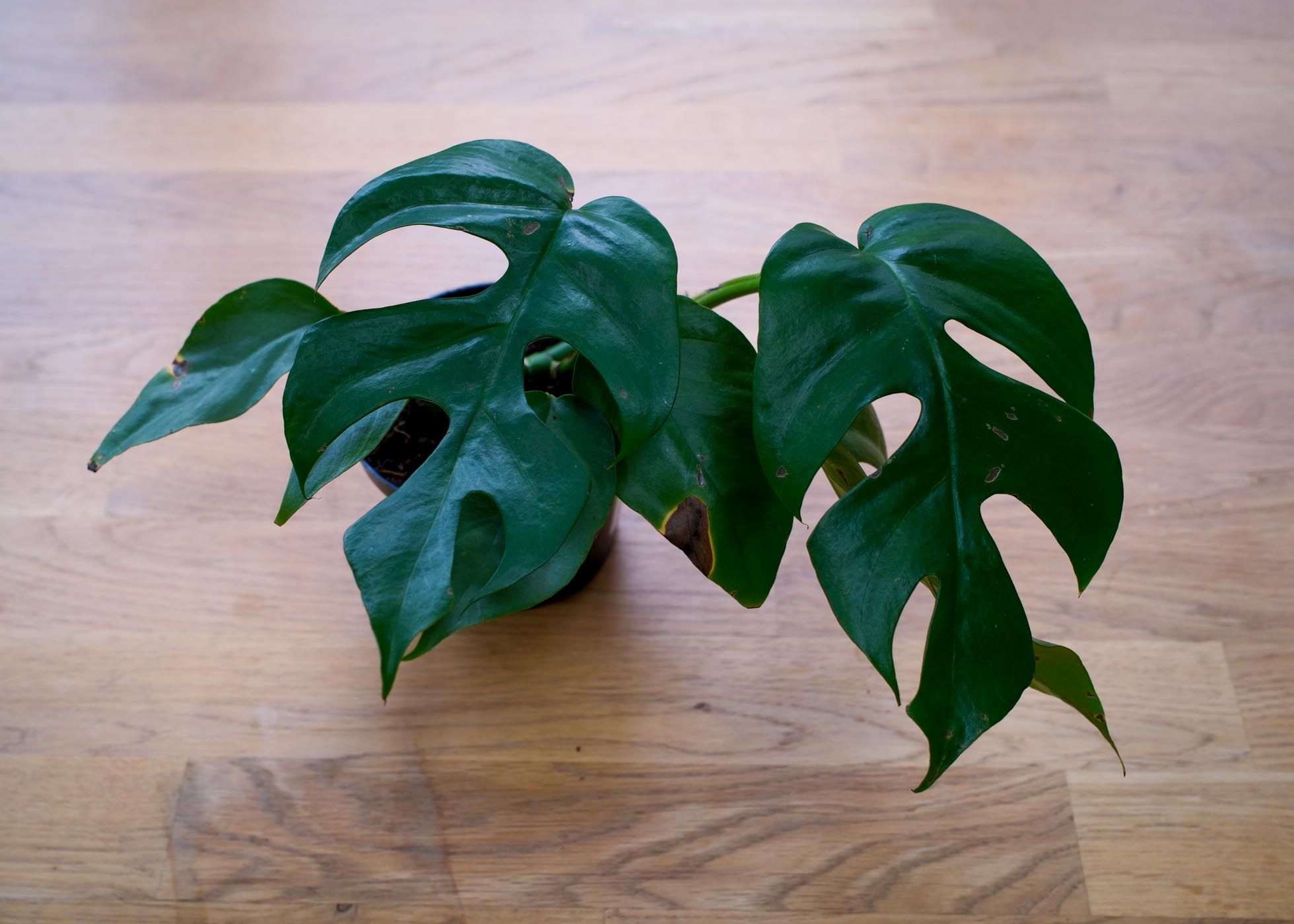 Rhaphidophora Tetrasperma plant