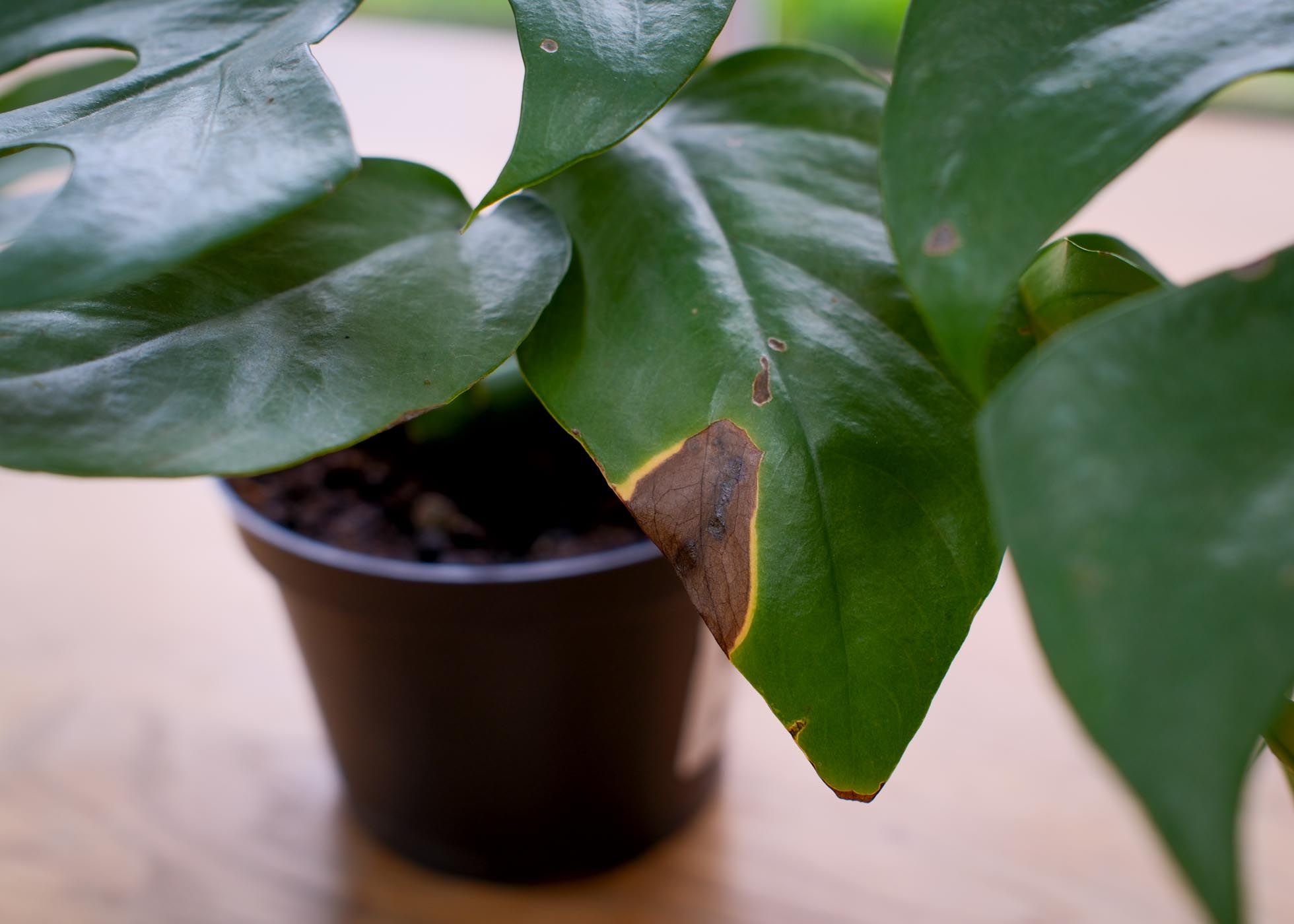 Rhaphidophora Tetrasperma plant